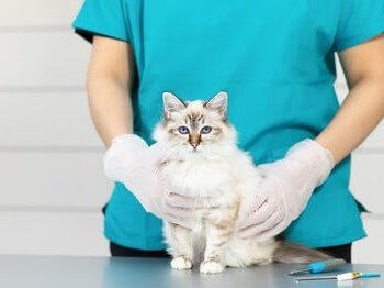 Cat on the vet's table