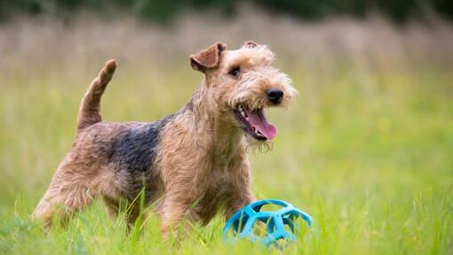 Terrier looking in distance