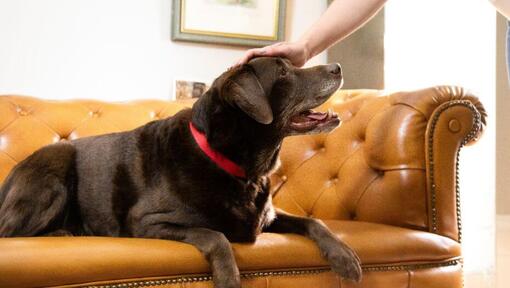 older labrador being petted