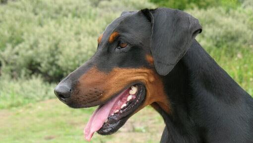 Doberman