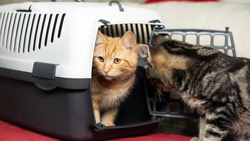 Ginger kitten sitting in a crate