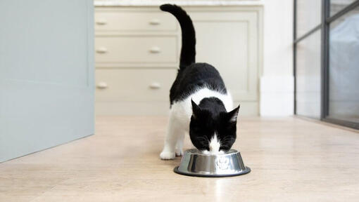 black and white cat eating from a food bowl