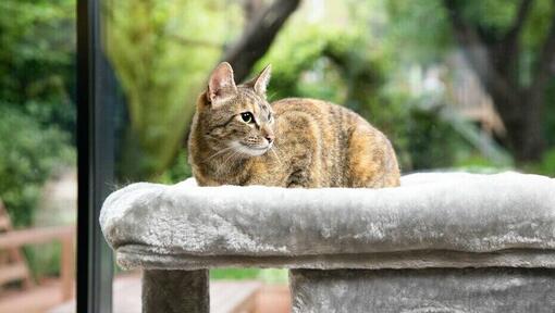 brown cat sitting in a cat bed