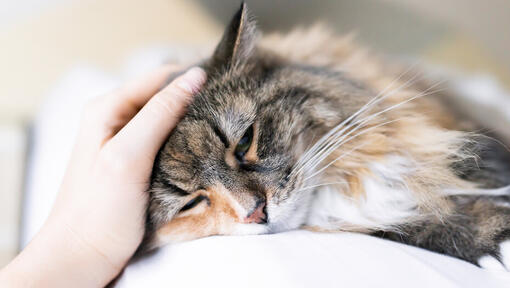 Cat being stroked by owner