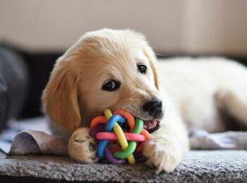  Puppy chewing toy