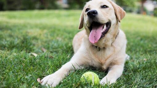 happy dog sitting on the grass with a tennis ball