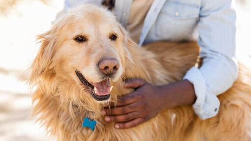 Senior dog with owner