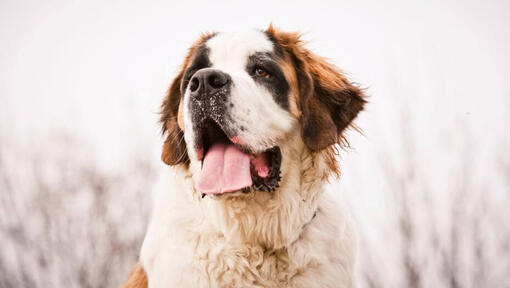 St Bernard