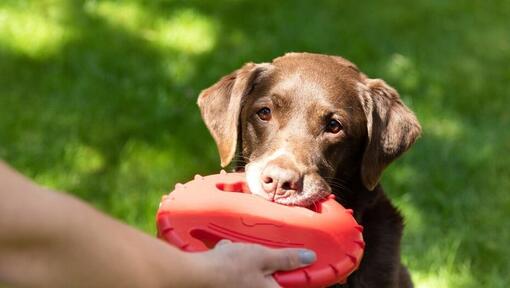 older chocolate labrador playing with a red toy