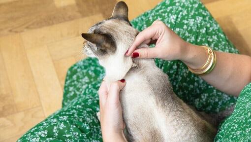 owner checking cat's fur