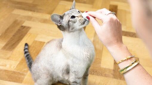 owner cleaning her cat's nose