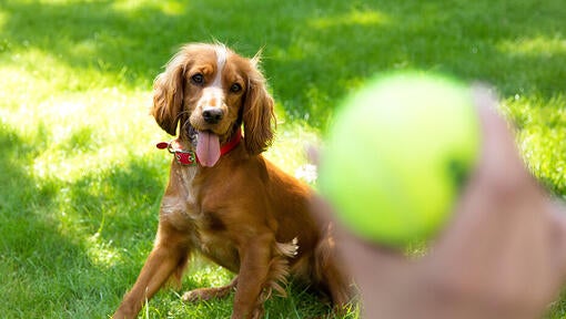 Dog waiting to play with tennis ball