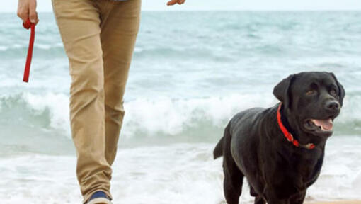 man and dog walking on a beach