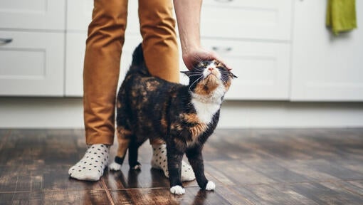 cat being petted between owner's legs