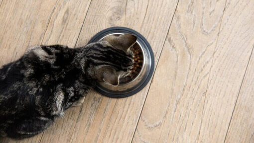 Kitten eating from bowl
