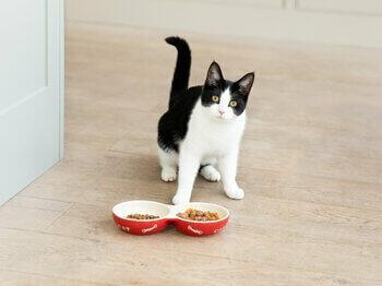 Black and white cat with cat food in bowls