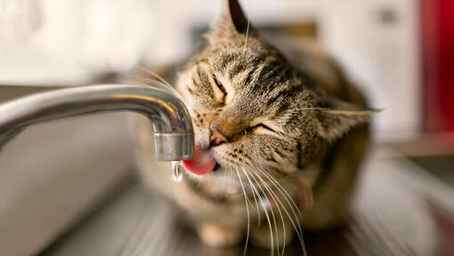 brown cat drinking water from a tap
