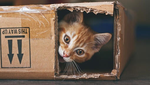 Ginger cat hiding in a cardboard box.