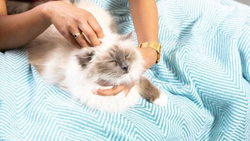 Woman petting a fluffy cat