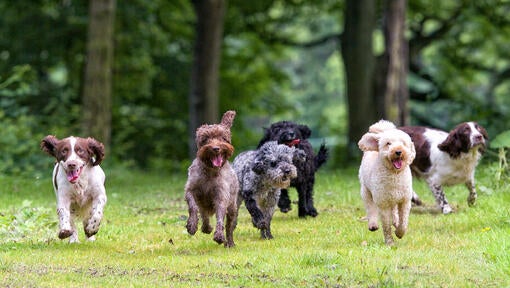 several dogs running after each other