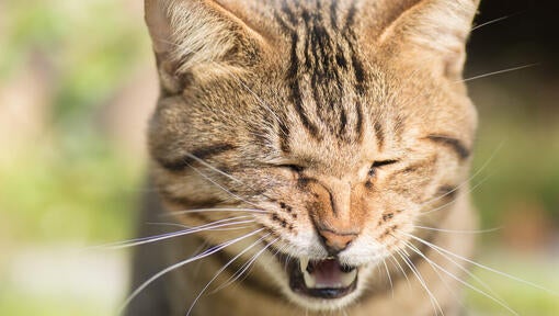 Cat sneezing