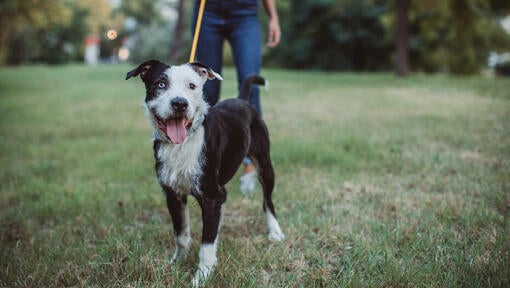 Dog at park on a leash