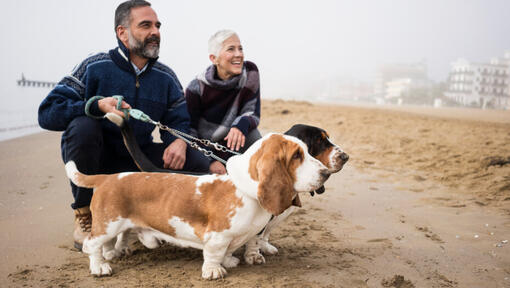 Basset hounds with the owners on the beach.