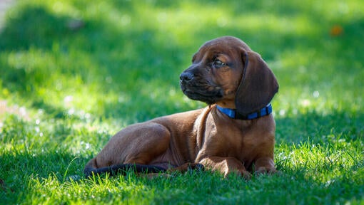 Bavarian Mountain puppy lying on the grass