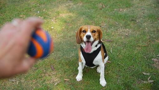 Beaglier looking at ball.