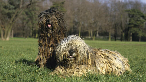 Two Bergamasco dogs in the field