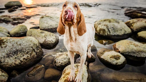 Bracco Italiano standing on the rocks near the water