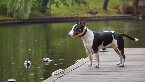 Bull Terrier Miniature standing near the water