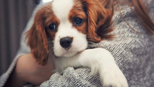 Cavalier King Charles Spaniel in the hands of the owner