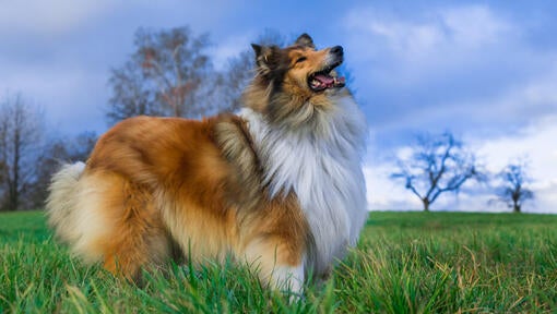 Dog looking at sky