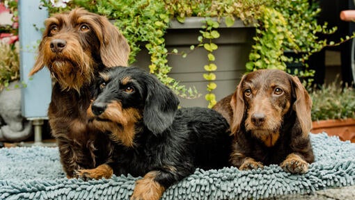 Three Miniature Wire-Haired Dachshunds lying