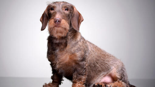 Two colour wire-haired dachshund sitting and looking at camera.