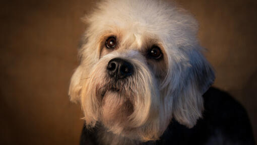 Dandie Dinmont Terrier standing watching