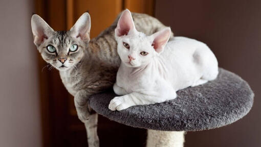 Two Devon Rex cats are having a nap together