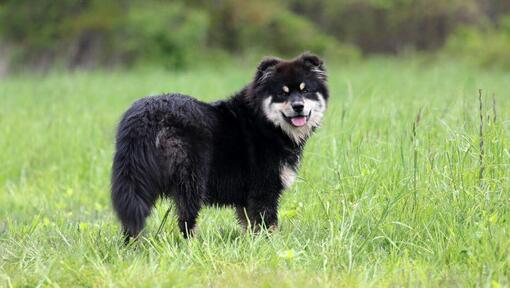 Finnish Lapphund standing in the field
