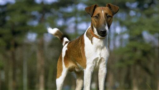 Fox Terrier with Smooth Coat standing in the woods