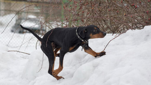 German Pinscher playing in the snow