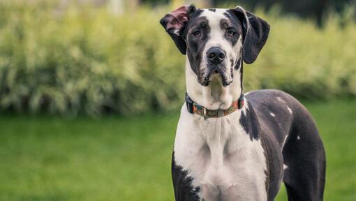 Great Dane standing on the grass