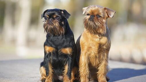 Two Griffon Bruxellois are standing