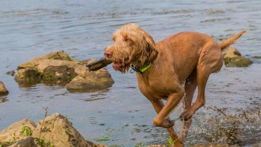 Hungarian Wire Haired Vizsla  is playing and jumping in the river