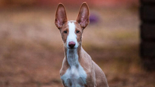 Ibizan Hound is watching someone