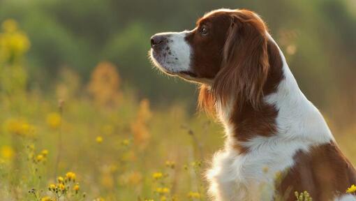 Irish Red & White Setter is standing in the field of flowers