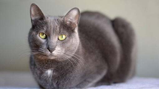 Korat cat is sitting on the carpet