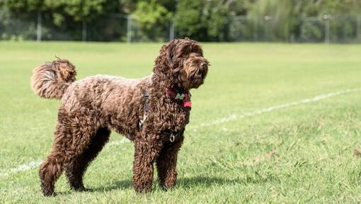large brown dog standing on grass field