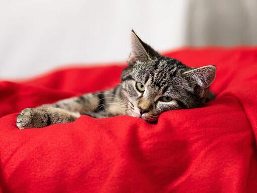 Cat laying on the red pillow