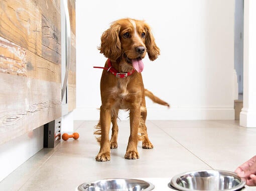 Dog with red collar